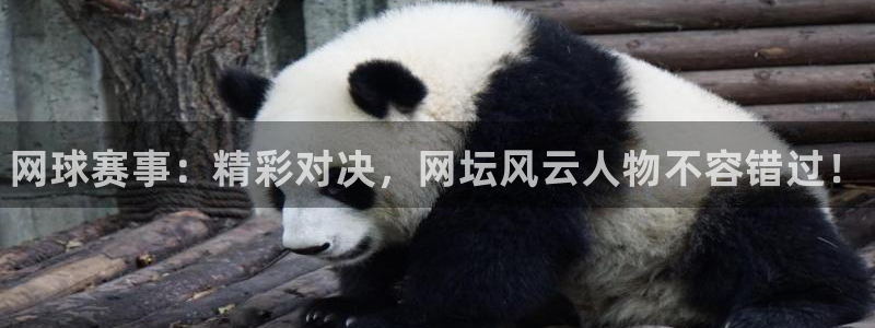 鼎点娱乐平台官网登录：网球赛事：精彩对决，网坛风云人物不容错