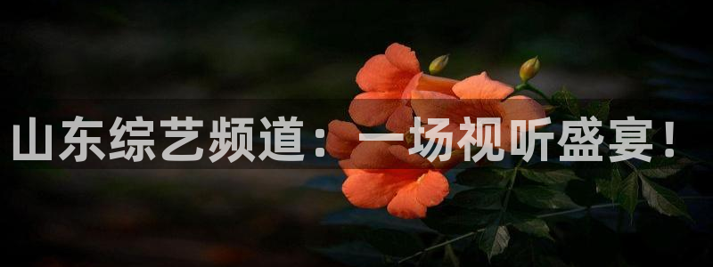 火凤体育直播高清入口：山东综艺频道：一场视听盛宴！